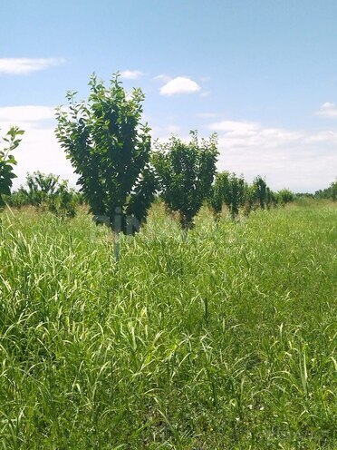 Satılır  obyekt 250 m², photo 11 from 15