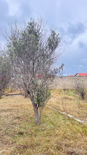 Продаётся  участок 2 сот, пос. Новханы, photo 12 from 24