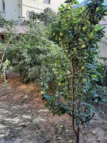 Satılır 8 otaqlı həyət evi/bağ evi 250 m², Nəsimi m., photo 21 from 25