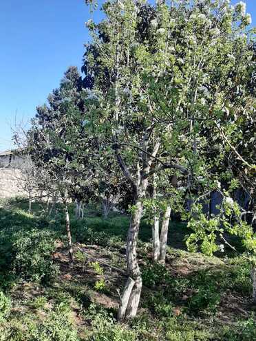 Satılır  torpaq 11.5 sot, Ceyranbatan q., photo 7 from 12