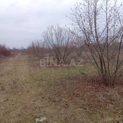 Satılır  torpaq 259 sot, photo 3 from 10