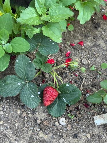 Продаётся 6-комн. дом/дача 192 м², пос. Джейранбатан, photo 26 from 30