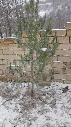 İcarəyə verilir 3 otaqlı həyət evi/bağ evi 100 m², photo 14 from 16