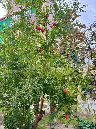 Satılır 5 otaqlı həyət evi/bağ evi 500 m², Qara Qarayev m., photo 10 from 16