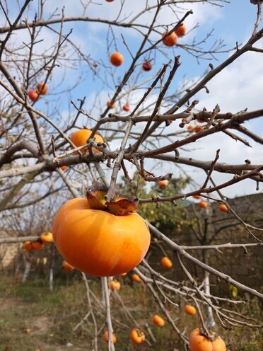 Продаётся 6-комн. дом/дача 200 м², пос. Савалан, photo 24 from 31