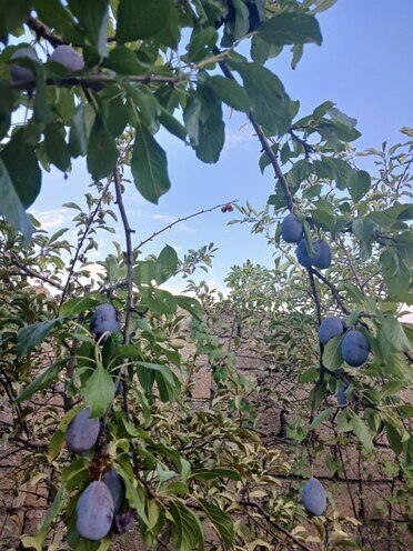 Продаётся 6-комн. дом/дача 200 м², пос. Савалан, photo 26 from 31