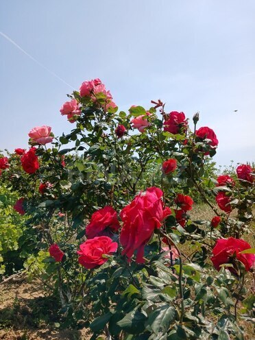 Продаётся 6-комн. дом/дача 200 м², пос. Савалан, photo 25 from 31