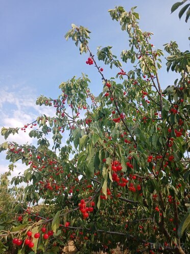 Продаётся 6-комн. дом/дача 200 м², пос. Савалан, photo 23 from 31