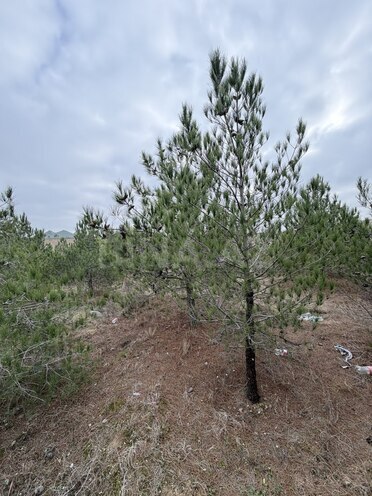 Продаётся  участок 8 сот, пос. Шувеляны, photo 5 from 13