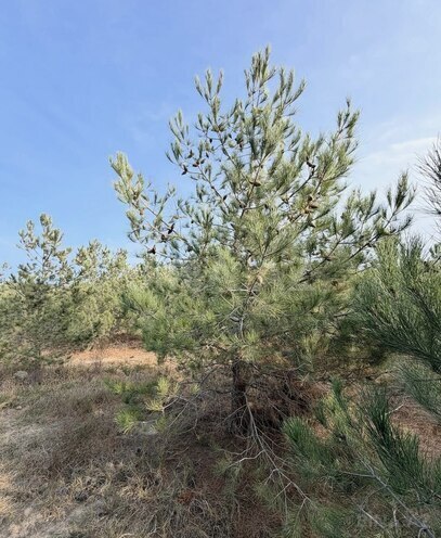 Satılır  torpaq 16 sot, Şüvəlan q., photo 9 from 15