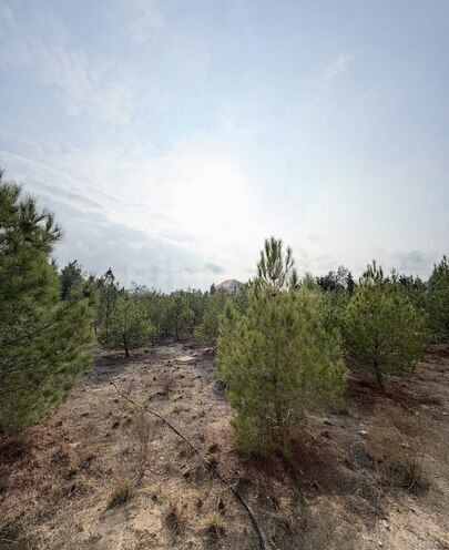 Satılır  torpaq 16 sot, Şüvəlan q., photo 14 from 15