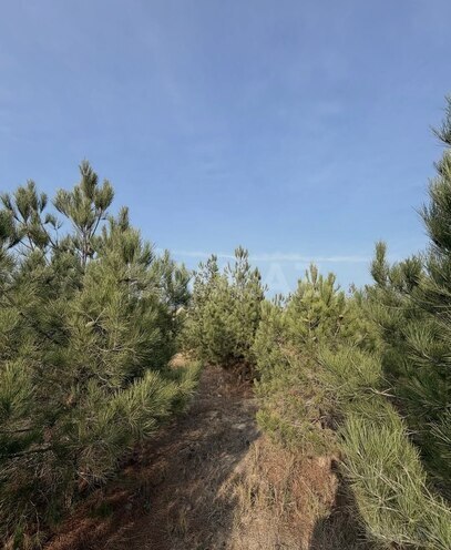 Satılır  torpaq 16 sot, Şüvəlan q., photo 6 from 15