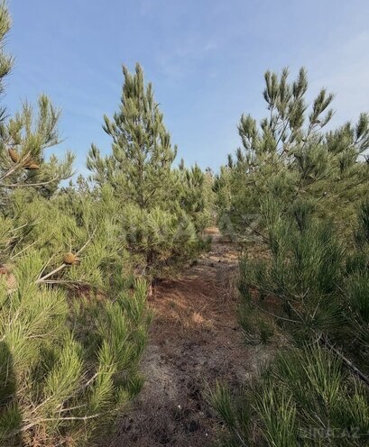 Satılır  torpaq 16 sot, Şüvəlan q., photo 7 from 15