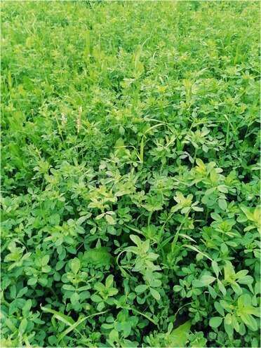 Satılır  torpaq 200 sot, photo 3 from 5