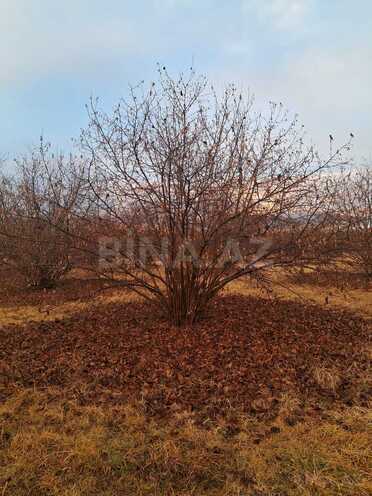 Продаётся  участок 600 сот, photo 7 from 10