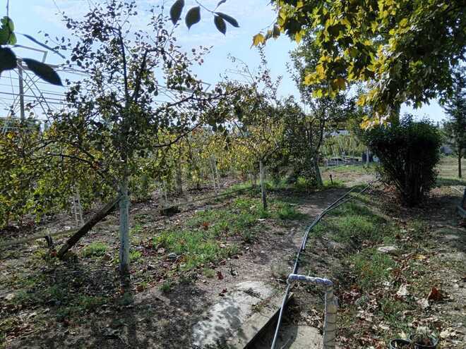 Satılır  obyekt 6 000 m², photo 10 from 13