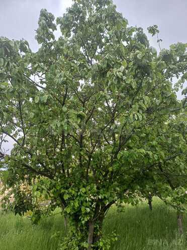 Продаётся  участок 12 сот, photo 7 from 8