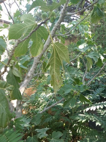 Satılır  torpaq 1.5 sot, Badamdar q., photo 6 from 9