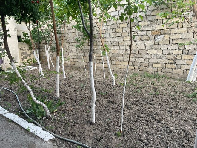 İcarəyə verilir 6 otaqlı həyət evi/bağ evi 187 m², Nəsimi m., photo 3 from 22