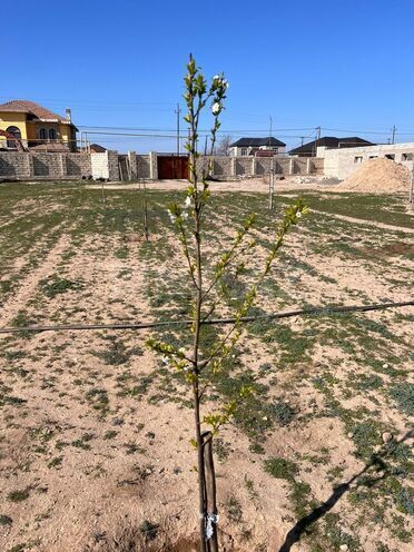 Продаётся  участок 41 сот, пос. Вишнёвка, photo 8 from 10