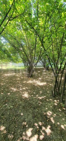 Satılır  torpaq 9 sot, photo 8 from 9