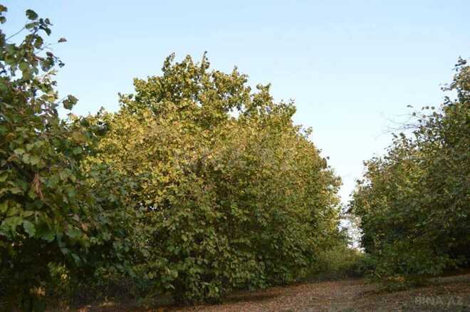 Satılır  torpaq 55 sot, photo 5 from 7