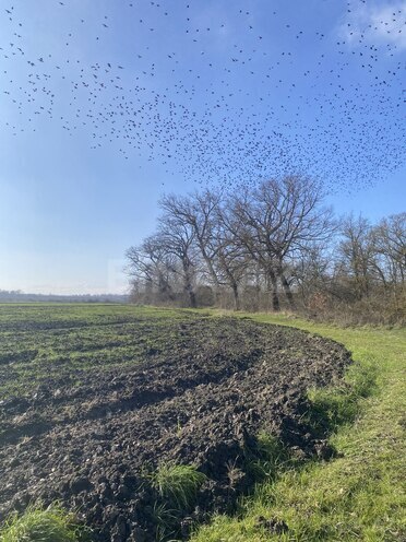 Satılır  torpaq 108 sot, Nabran r., photo 7 from 15