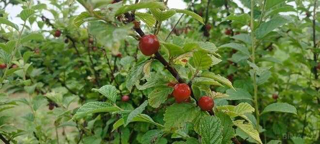 Satılır  torpaq 150 sot, photo 7 from 15