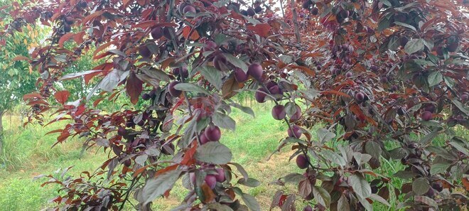 Satılır  torpaq 150 sot, photo 5 from 15