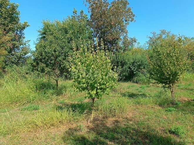 Satılır  torpaq 150 sot, photo 10 from 15