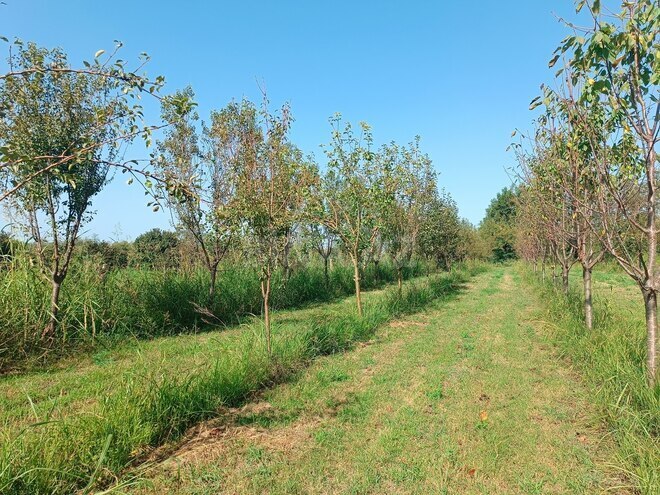 Satılır  torpaq 150 sot, photo 13 from 15