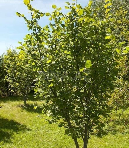 Продаётся  участок 600 сот, photo 3 from 10