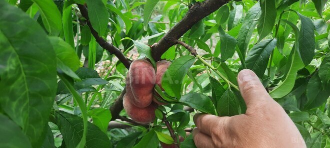 Satılır  torpaq 500 sot, photo 5 from 13