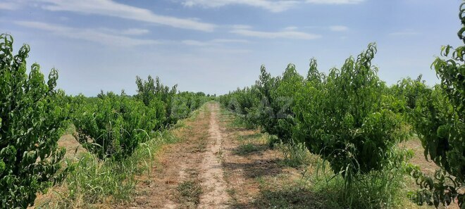 Satılır  torpaq 500 sot, photo 7 from 13