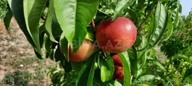 Satılır  torpaq 500 sot, photo 4 from 13