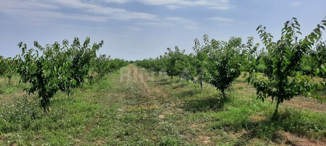 Satılır  torpaq 500 sot, photo 9 from 13