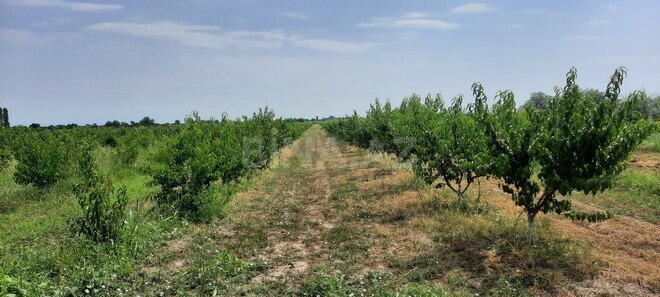 Satılır  torpaq 500 sot, photo 3 from 13