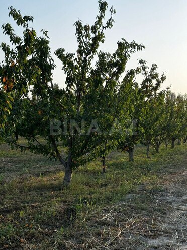 Продаётся  участок 200 сот, Хачмазский р., photo 3 from 13