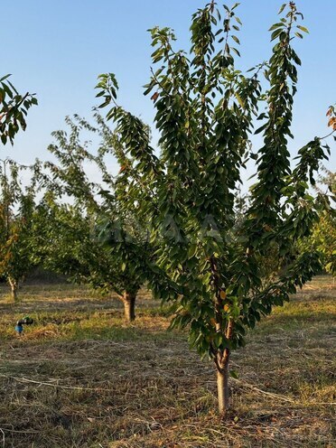 Продаётся  участок 200 сот, Хачмазский р., photo 7 from 13