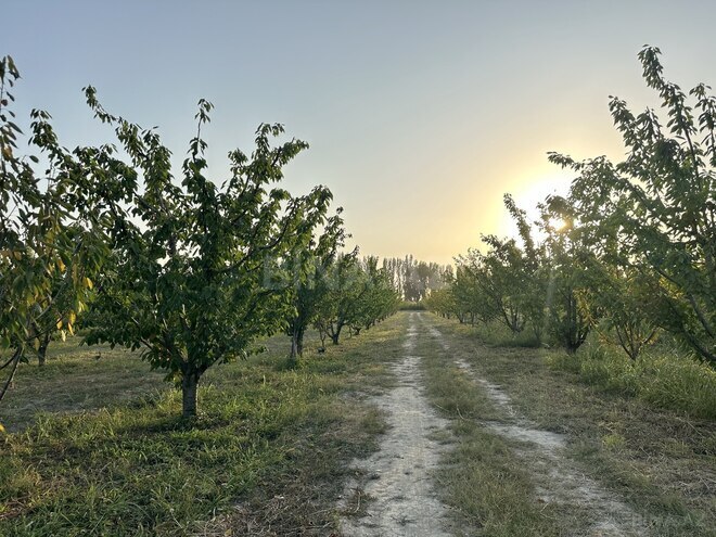 Продаётся  участок 200 сот, Хачмазский р., photo 5 from 13