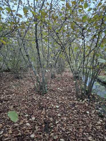 Satılır  torpaq 10 sot, Nabran r., photo 5 from 6