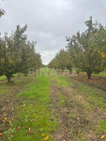 Satılır  torpaq 200 sot, Xaçmaz r., photo 6 from 20