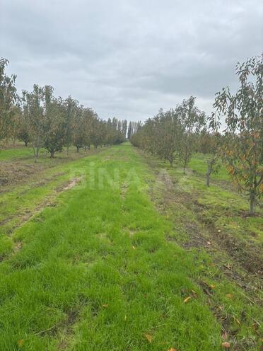 Satılır  torpaq 200 sot, Xaçmaz r., photo 4 from 20