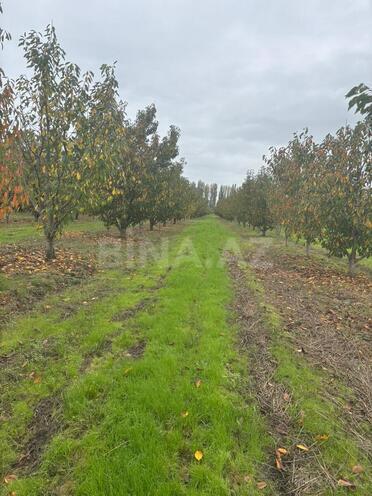 Satılır  torpaq 200 sot, Xaçmaz r., photo 3 from 20