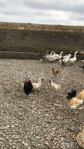 Продаётся  объект 600 м², пос. Новханы, photo 8 from 16