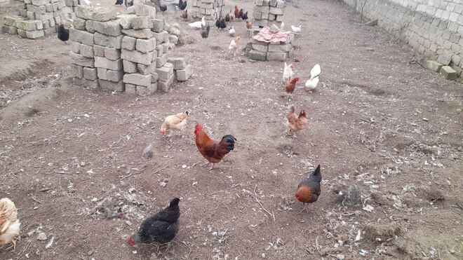 Satılır  torpaq 3 sot, Yeni Ramana q., photo 7 from 8