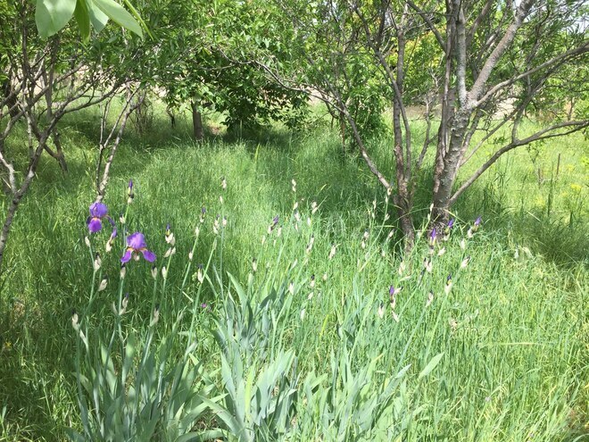 Satılır 3 otaqlı həyət evi/bağ evi 72 m², photo 19 from 21