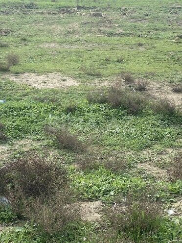 Продаётся  участок 5 сот, пос. Шувеляны, photo 6 from 7