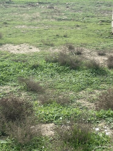 Продаётся  участок 5 сот, пос. Шувеляны, photo 5 from 7