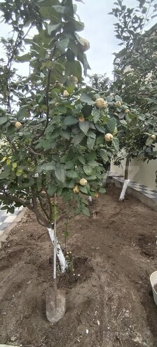 Satılır 2 otaqlı həyət evi/bağ evi 36 m², Əhmədli m., photo 4 from 30